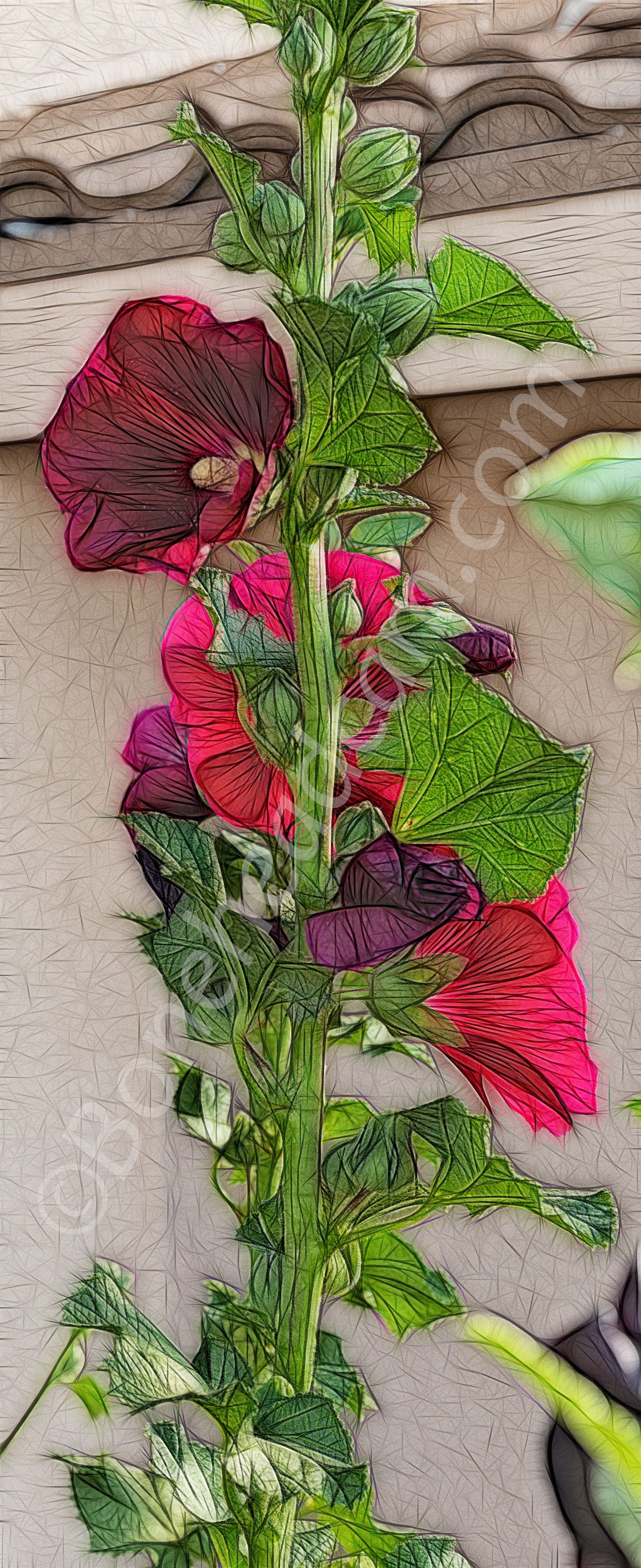 Hollyhock stem with blooms, plus line and fill effects. 30 May 2020