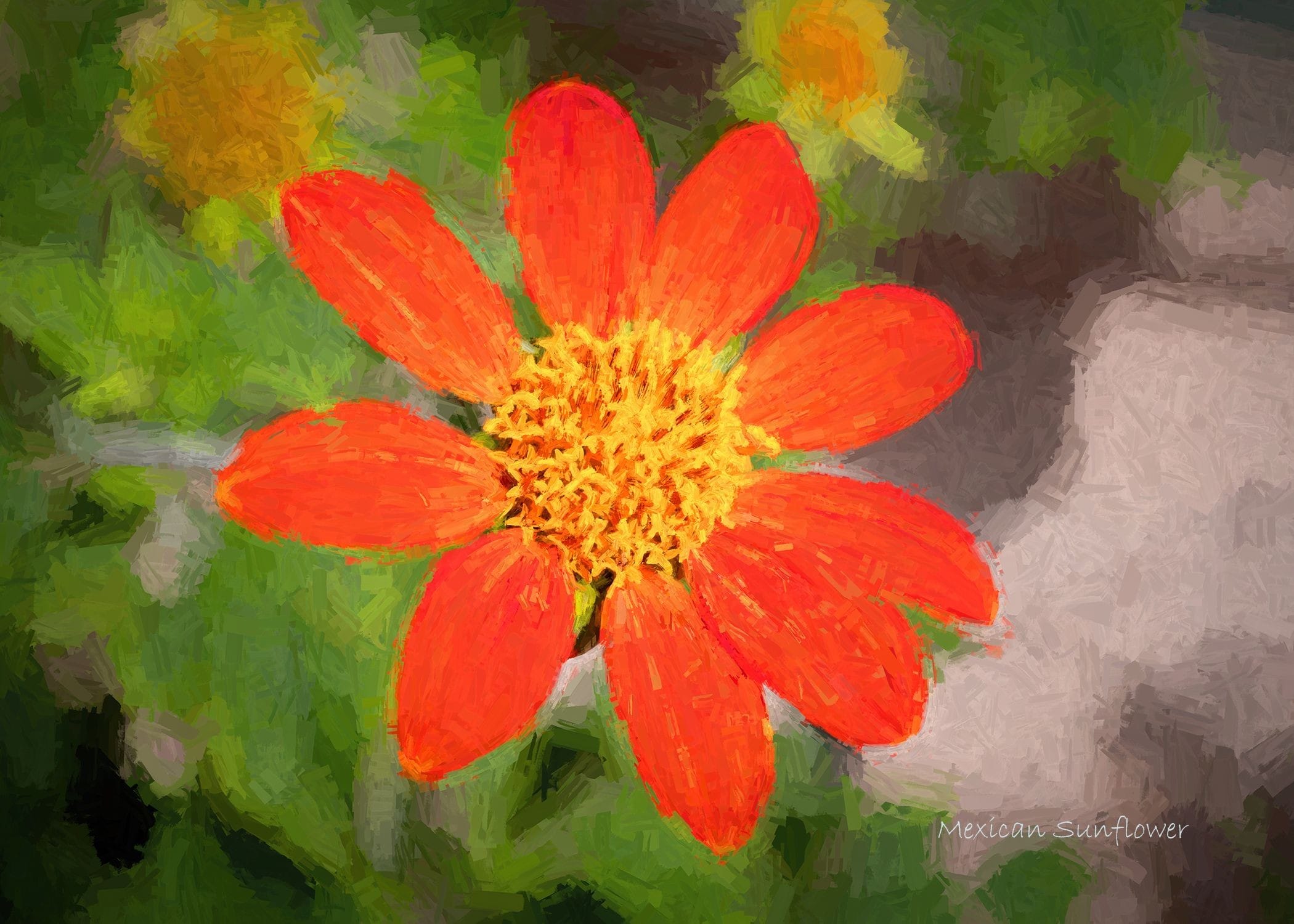 Single Mexican sunflower bloom about 3 inches in diameter. Added Topaz Labs effect to simulate brush painting and a title. 27 July 2020