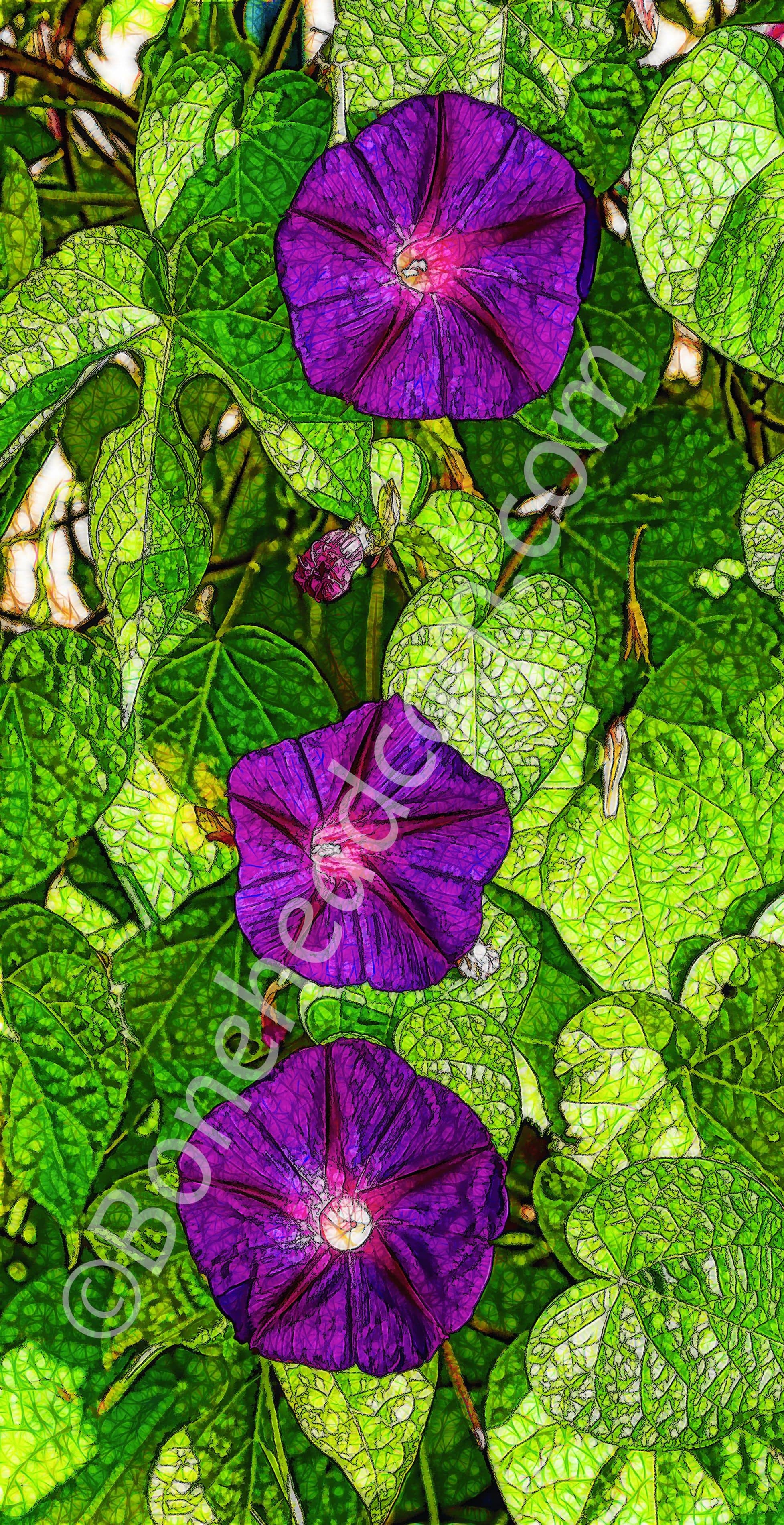 Morning Glory bundle with line and fill effects. 29 June 2020