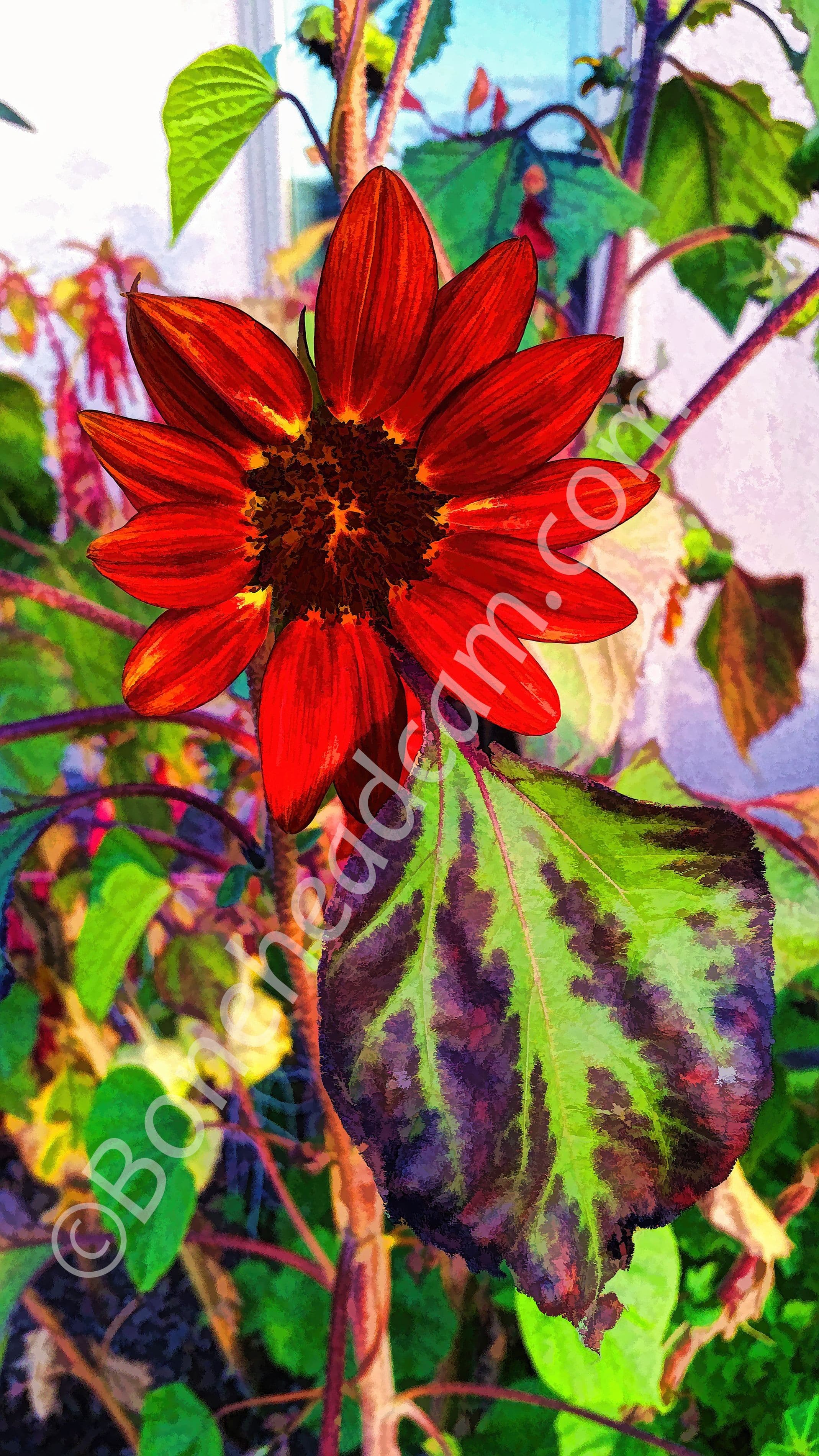 Red sunflower with line and color adjustments. 21 September 2019