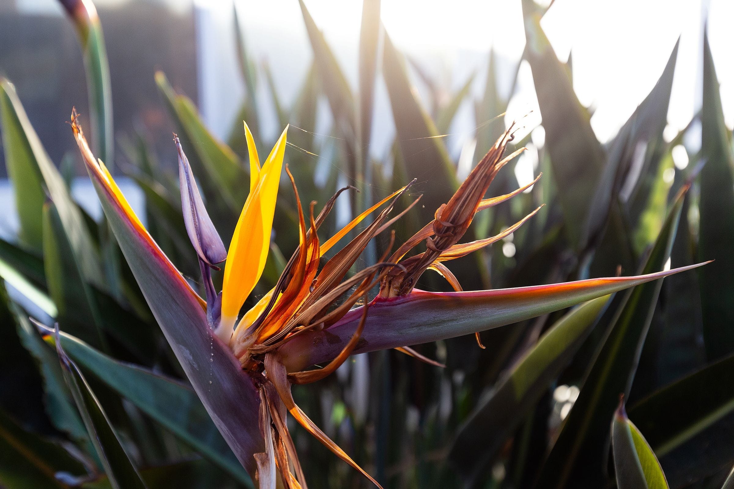 Quick snapshot of a Bird of Paradise blossom while walking by. Note the tiny web and dew. 7 October 2017