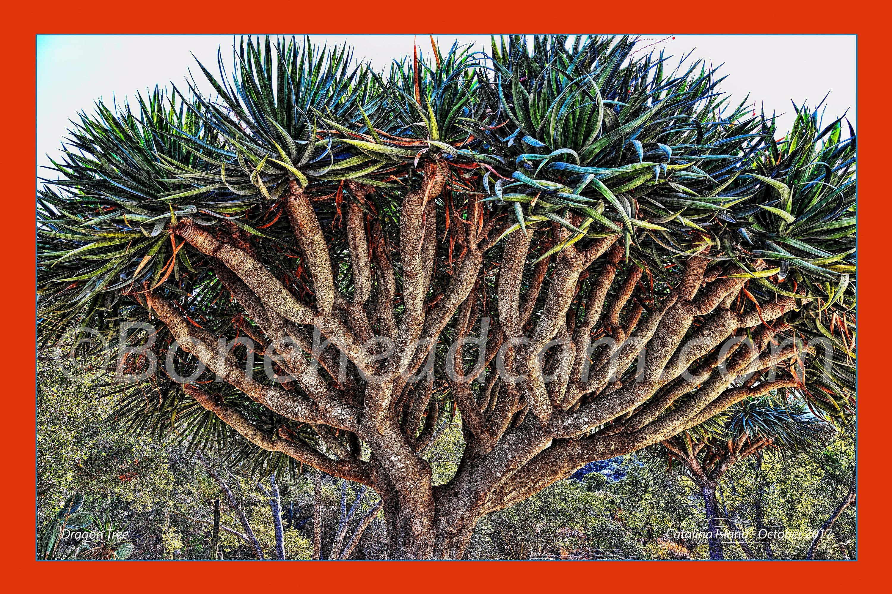 Dragon tree with Clarity and Psychedelic effects, bordered and titled. 10 October 2017