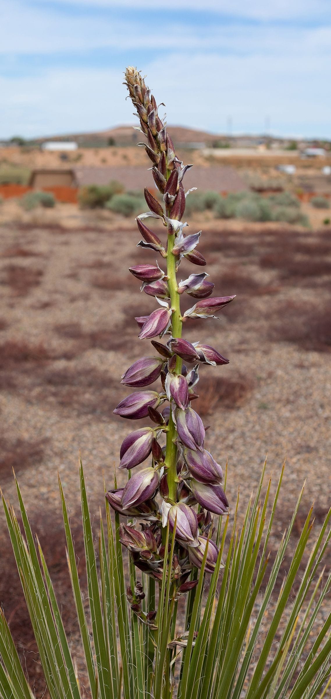 Stylized image of blooming yucca plant. Plant with about 4 feet tall to the top of the bloom stem. 30 April 2020