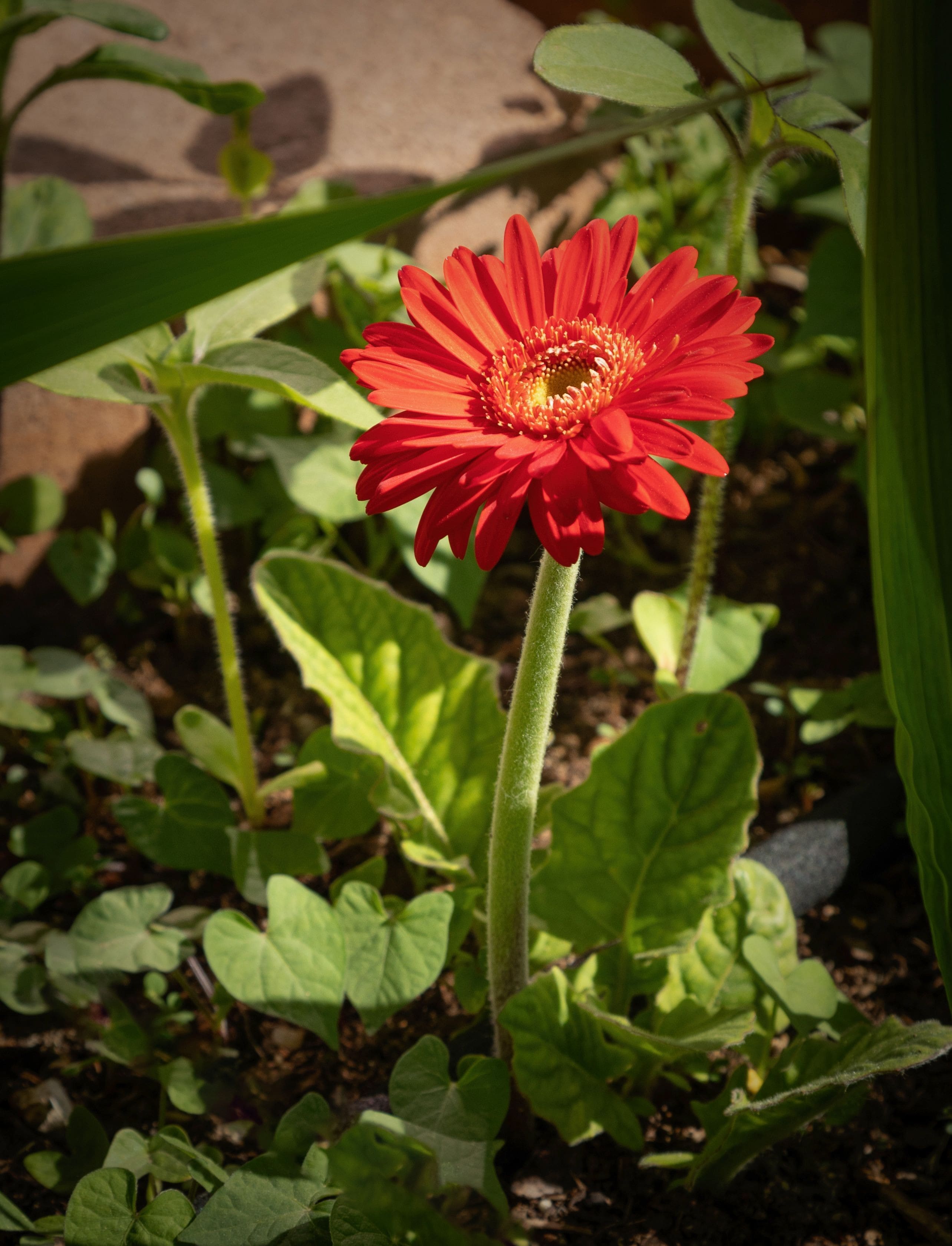 Daisy from last year's bulb